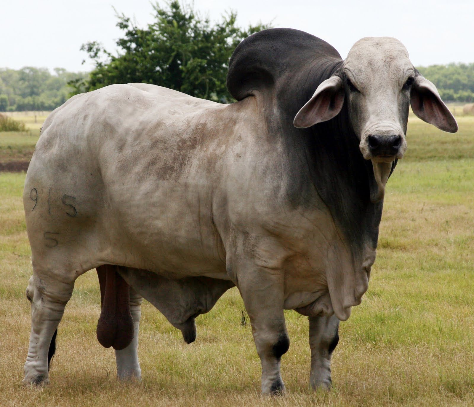 Brahma Bull Wallpaper