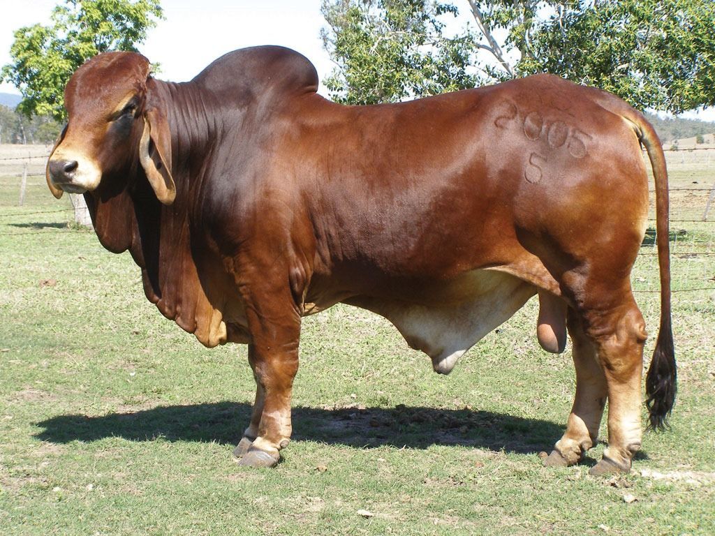 brahman cow. Beef cattle, Animals beautiful, Cattle