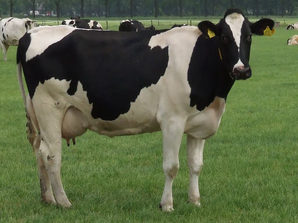 Holstein Friesian cattle, fat cows HD wallpaper | Pxfuel