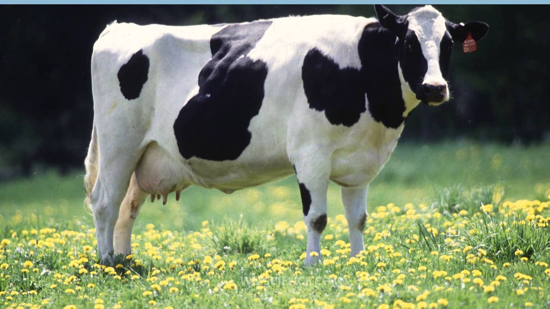 Dairy Cow Images - Free Download on Freepik