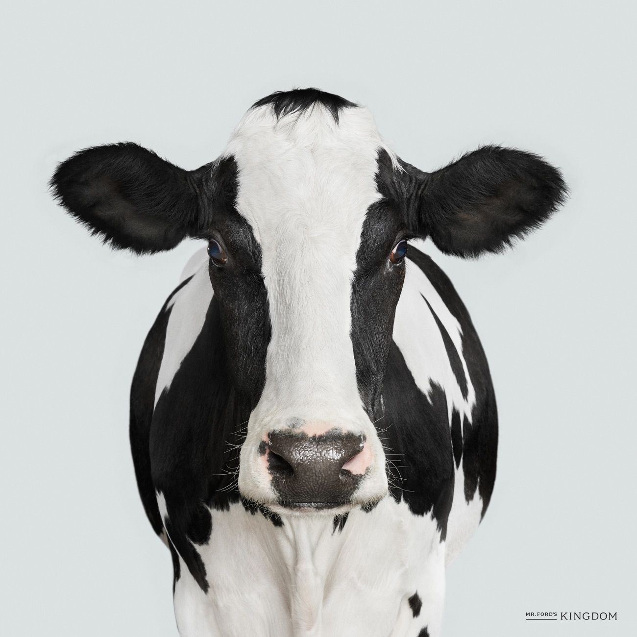 Best Holstein, Cow, Face Stock Photos, Pictures & Royalty-Free Images -  iStock | Holstein cows, Cow, Cow photography