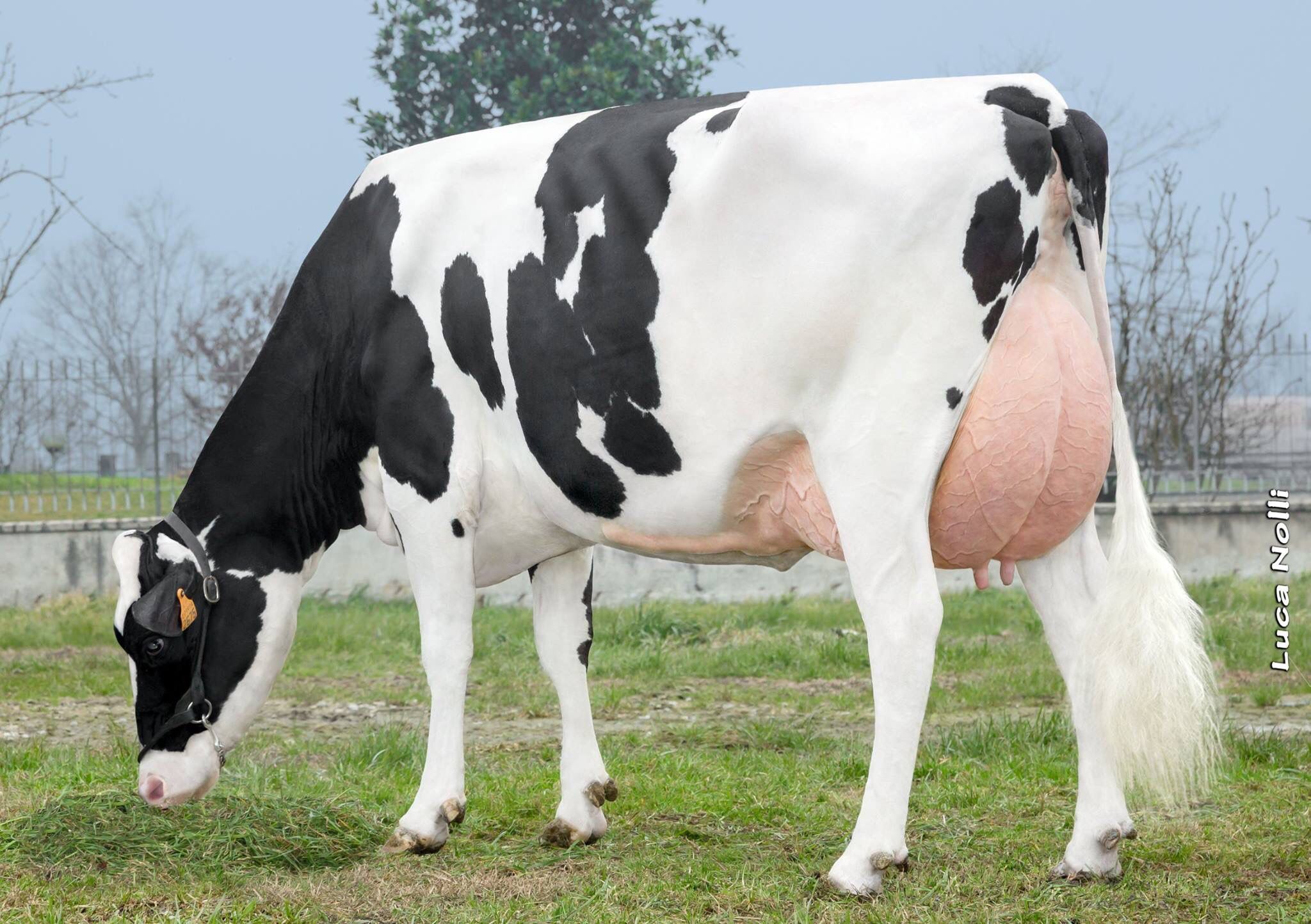 Holstein. Cow photo, Holstein cows, Dairy cattle