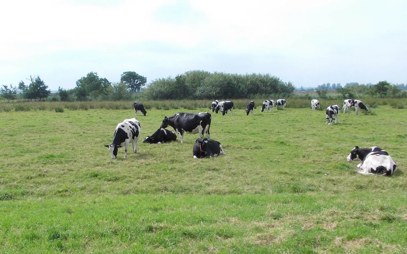 Dutch Holstein Friesian cows wallpaper. HD Animals Wallpaper
