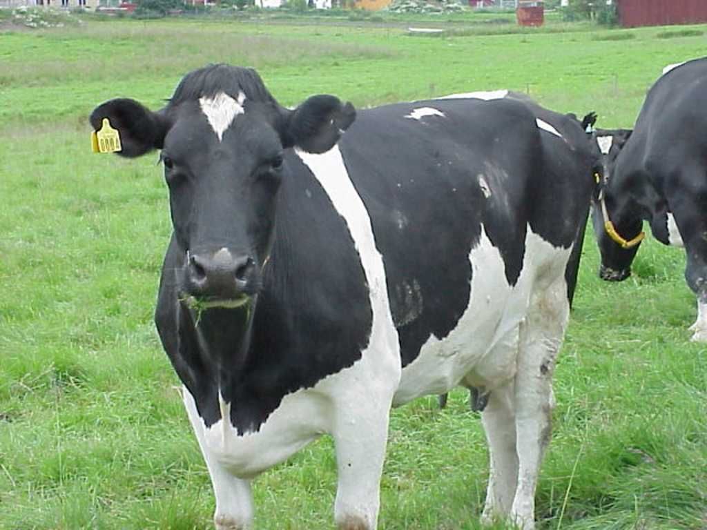 black white cow animal picture. White cow, Cow picture, Cow wallpaper