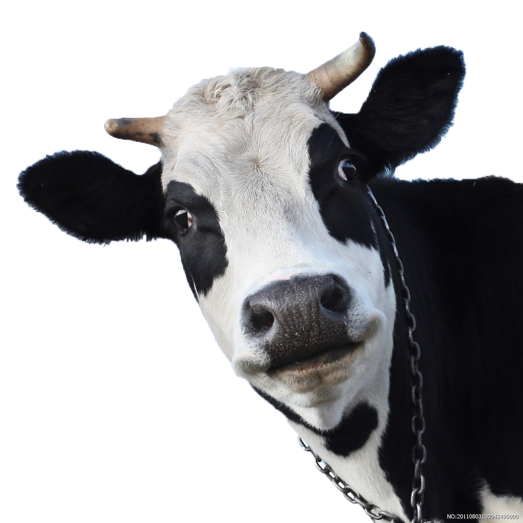 Cow Wallpaper Png & Free Cow Wallpaper.png Transparent Image