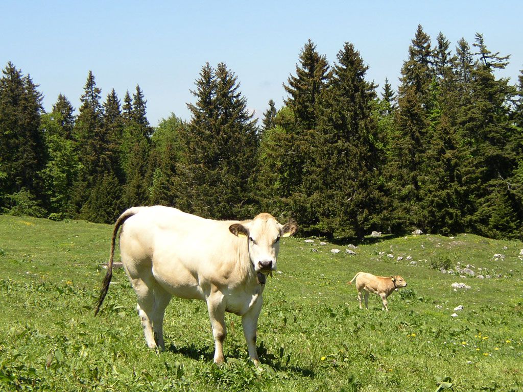 Cute Cow Wallpaper