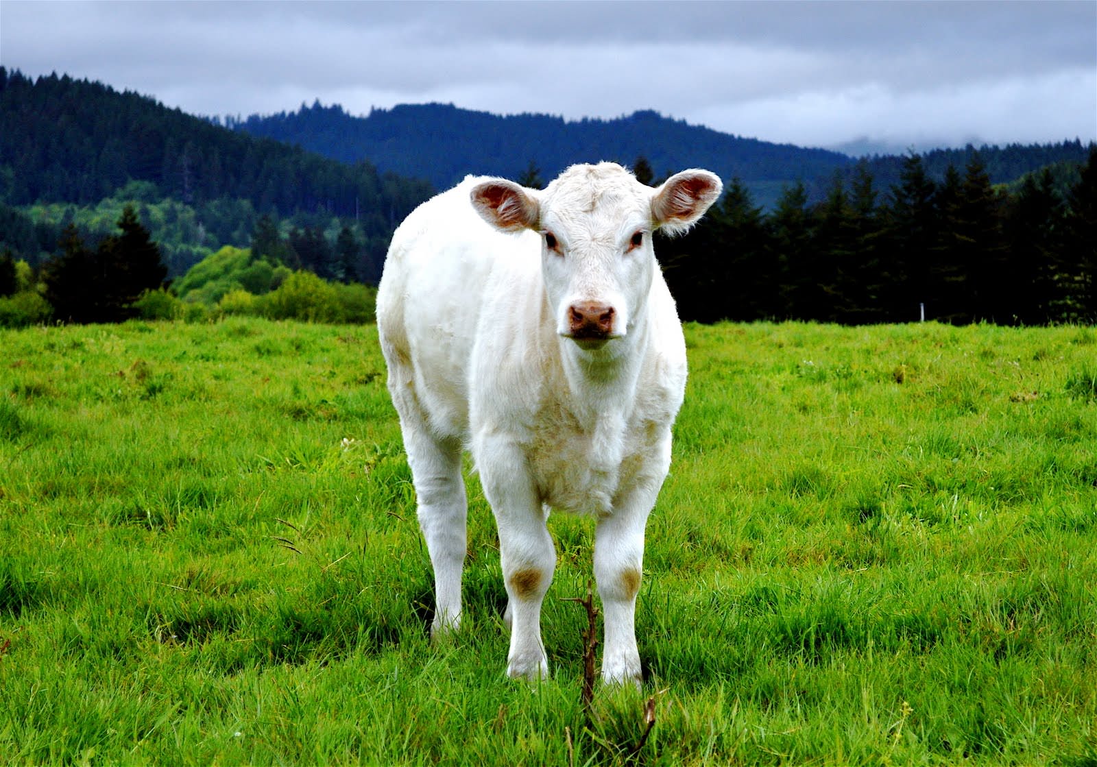 Calf Desktop Wallpaper