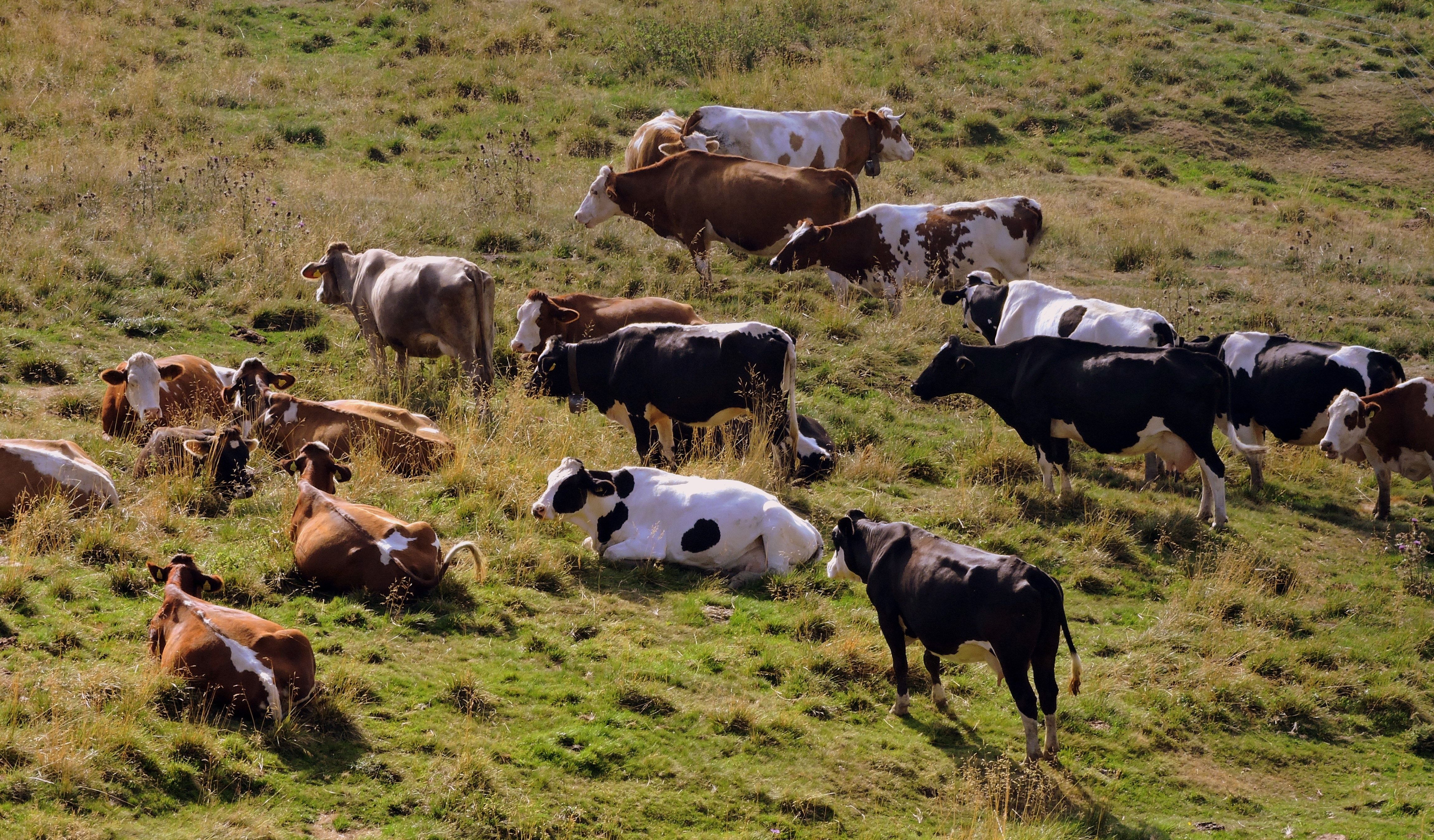 wallpaper. group of holstein friesian cattle