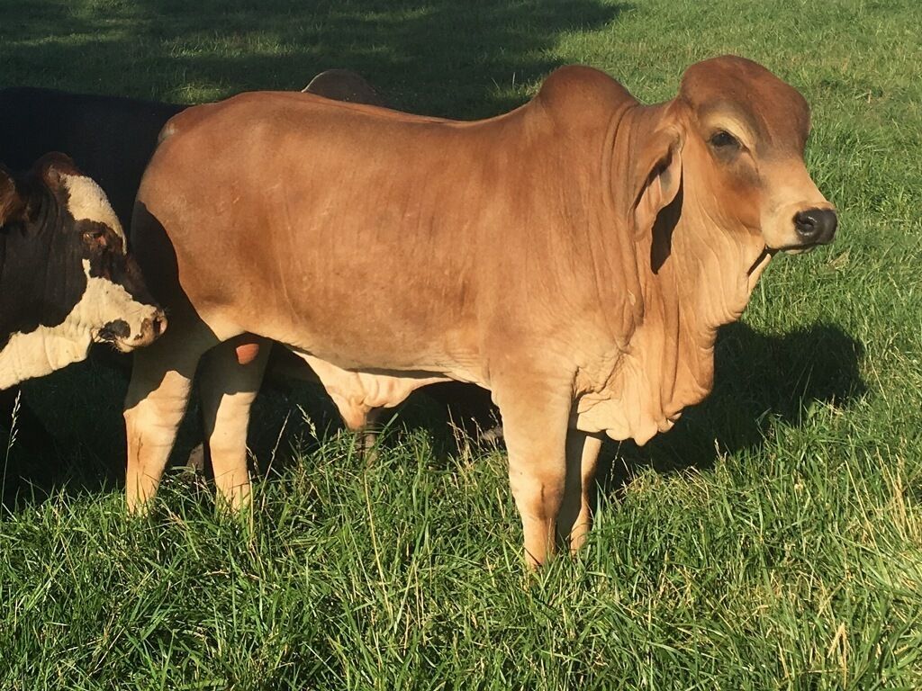 Big Hat Cattle, TN