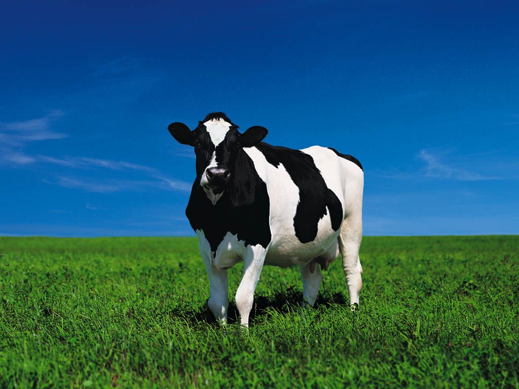 Download wallpaper: white cows on green, download photo, cow wallpaper