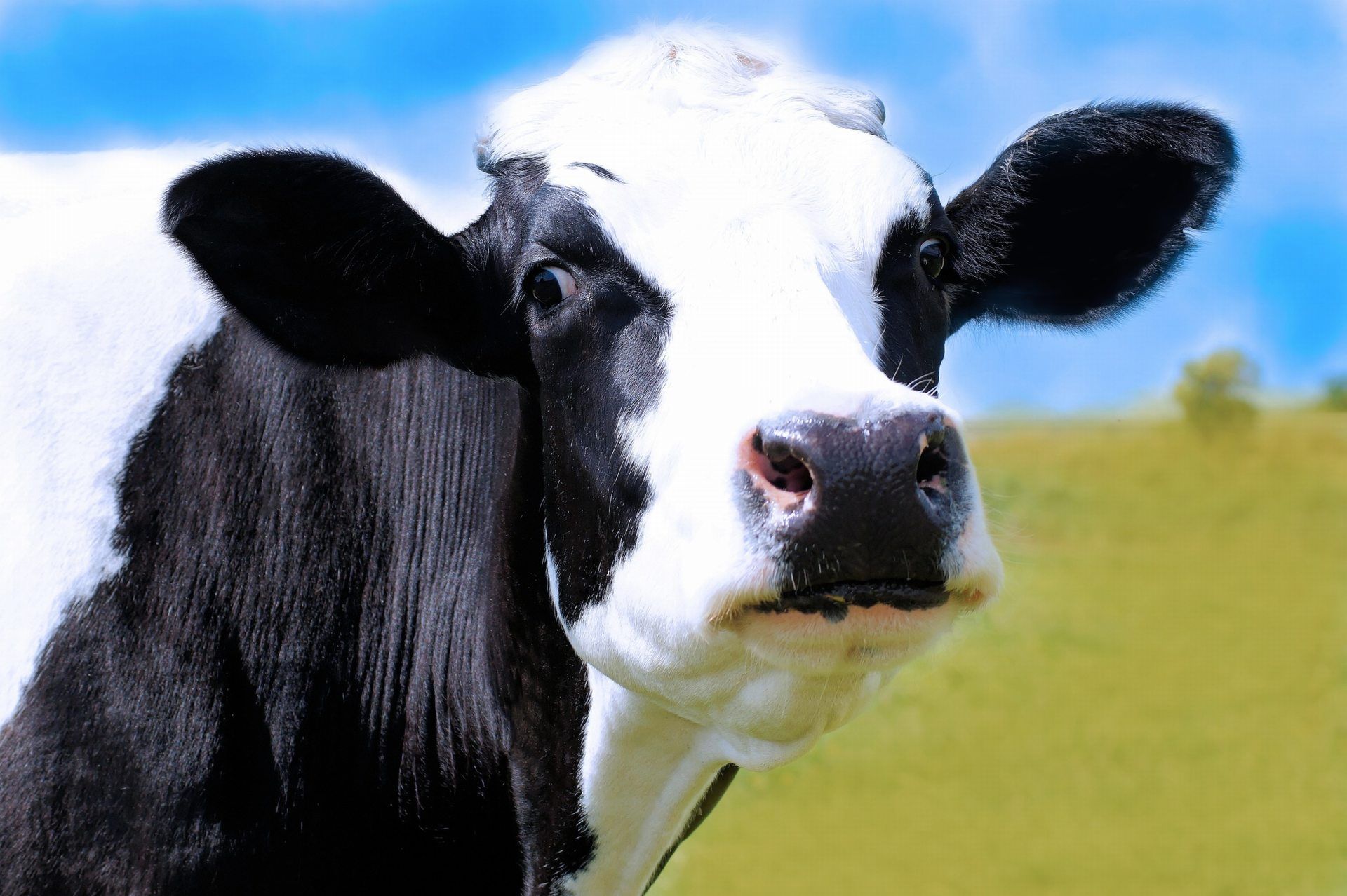 Cute Black And White Cow Wallpaper And White Cow Head Wallpaper & Background Download