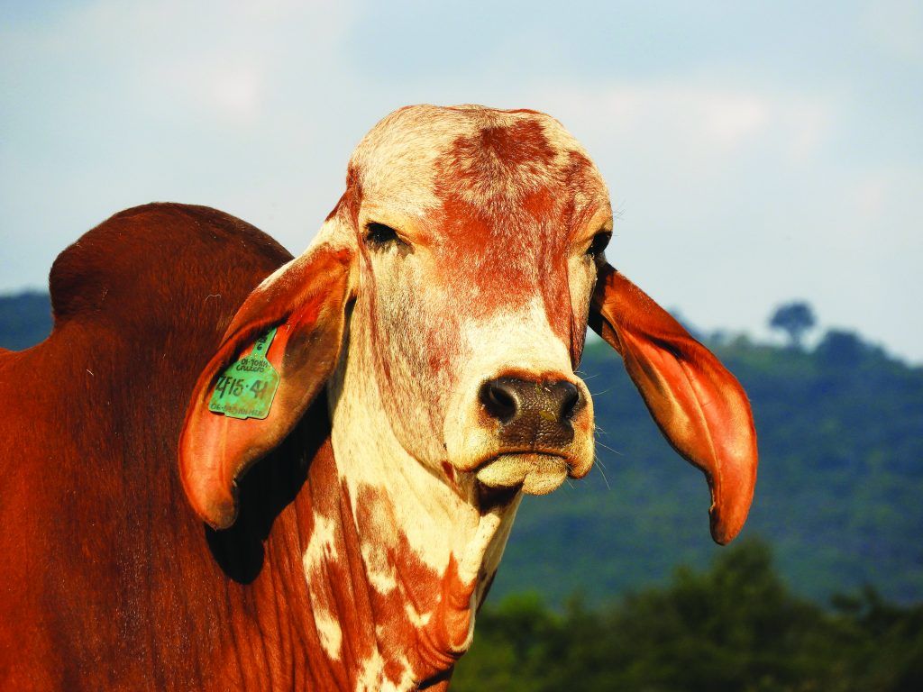 Why You Should be Breeding Brahmans Farming Articles. News. Events in Zimbabwe