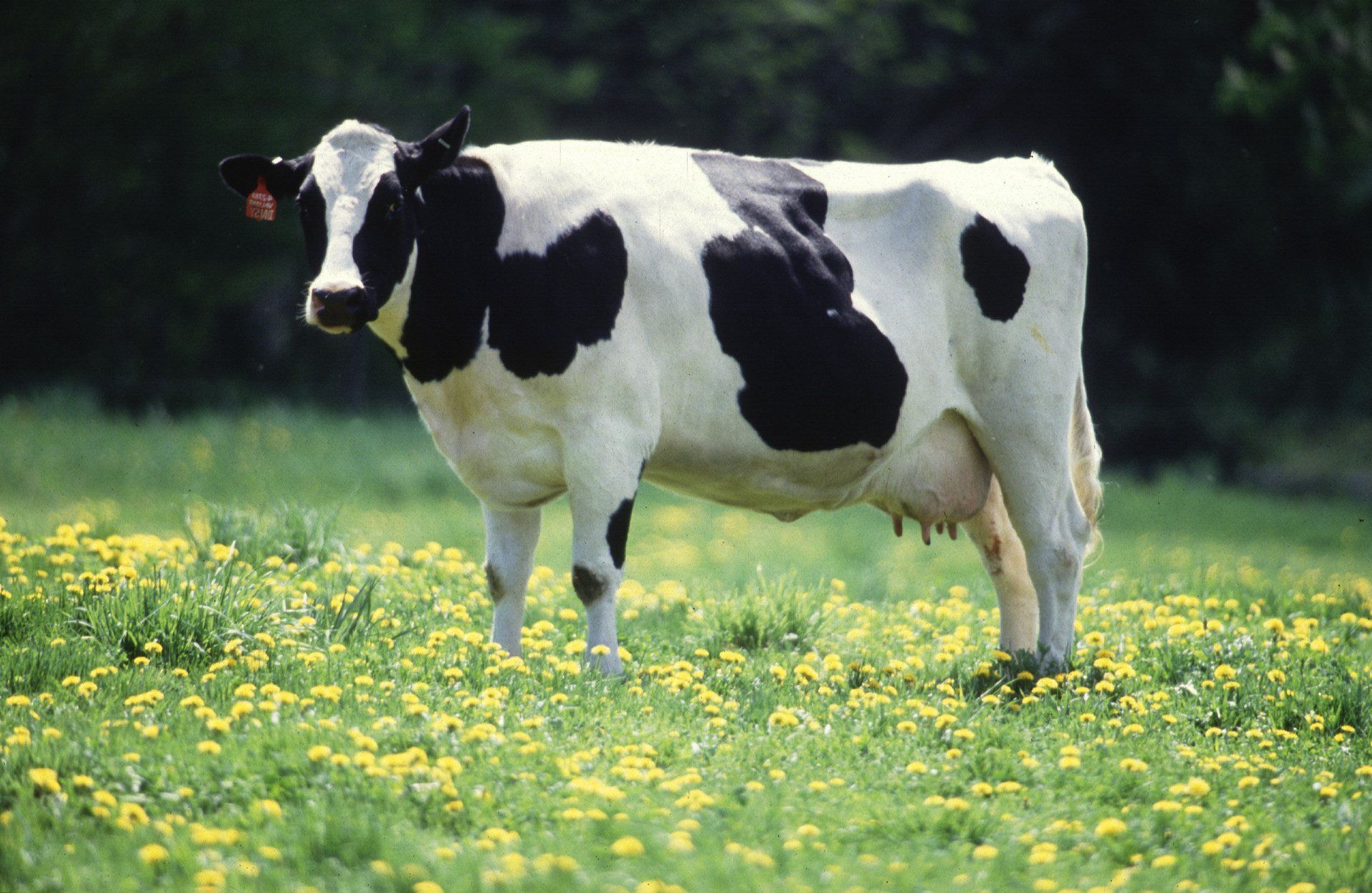 Cow Wallpaper