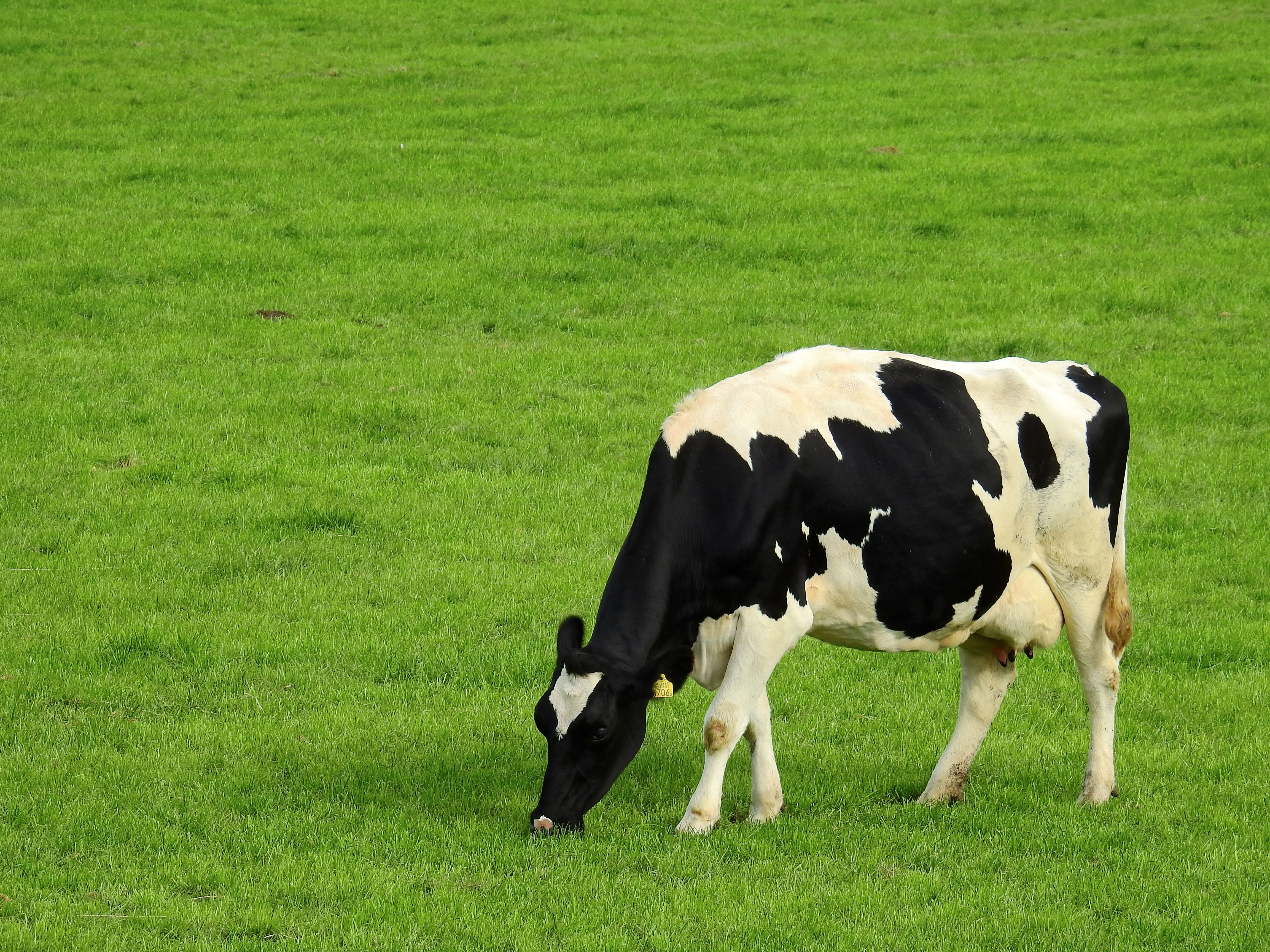 Cow stock photo. Image of horned, blue, bovine, animal - 21279902
