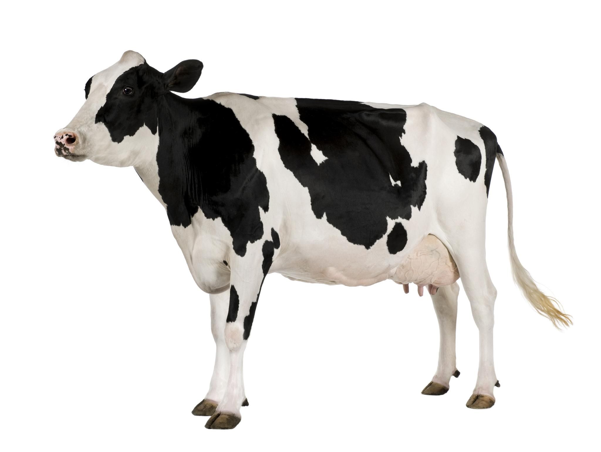 Cow White Background With White Background