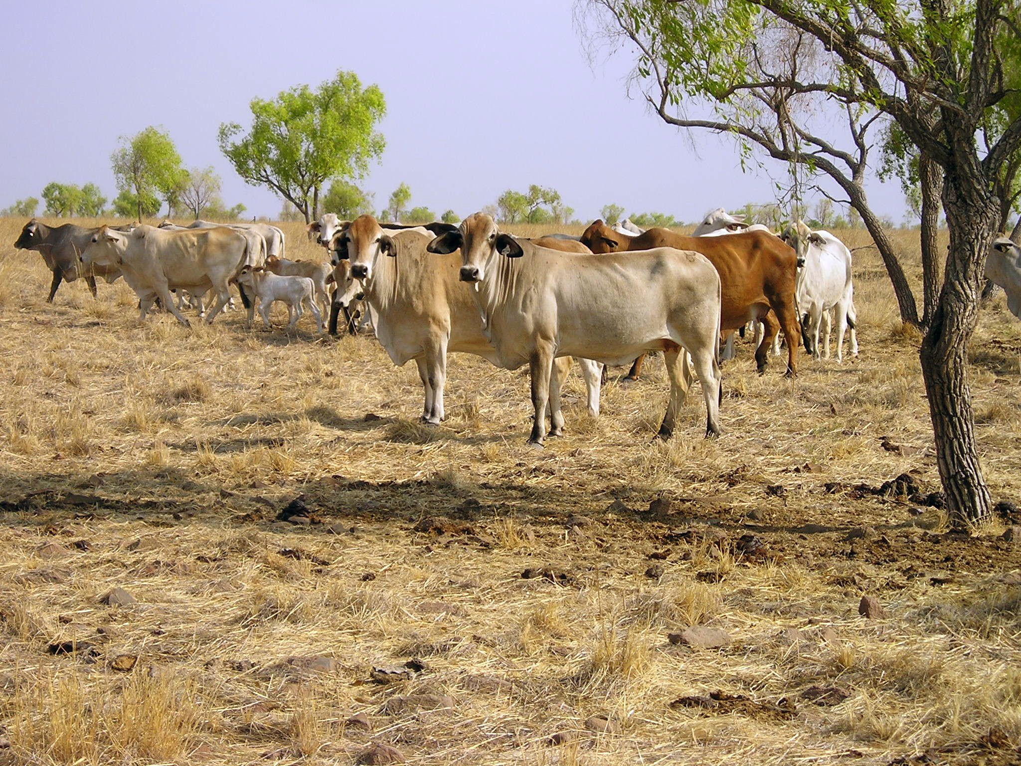 CSIRO ScienceImage 10444 Brahman cattle grazing in the Burdekin River catchment