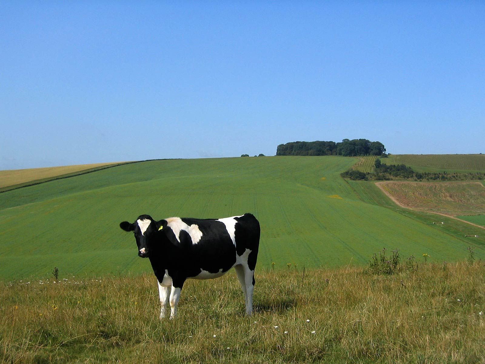 black & white ( #cows #farm #cows #animals ). H U M Λ N™. нυмanΛCOUSTICS™. н2TV™. Cow picture, Cow pasture, Cow wallpaper