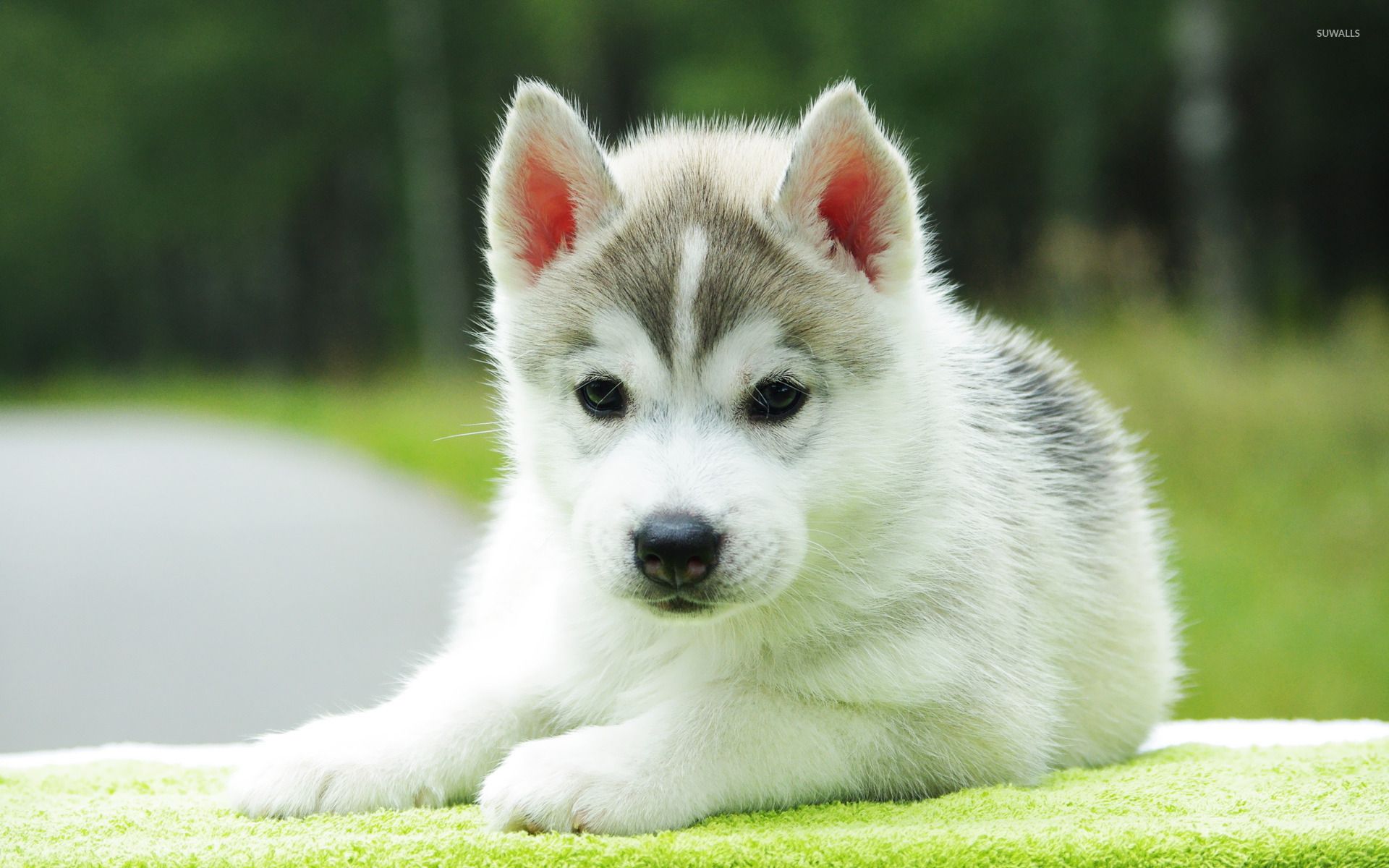 Husky puppy wallpaper