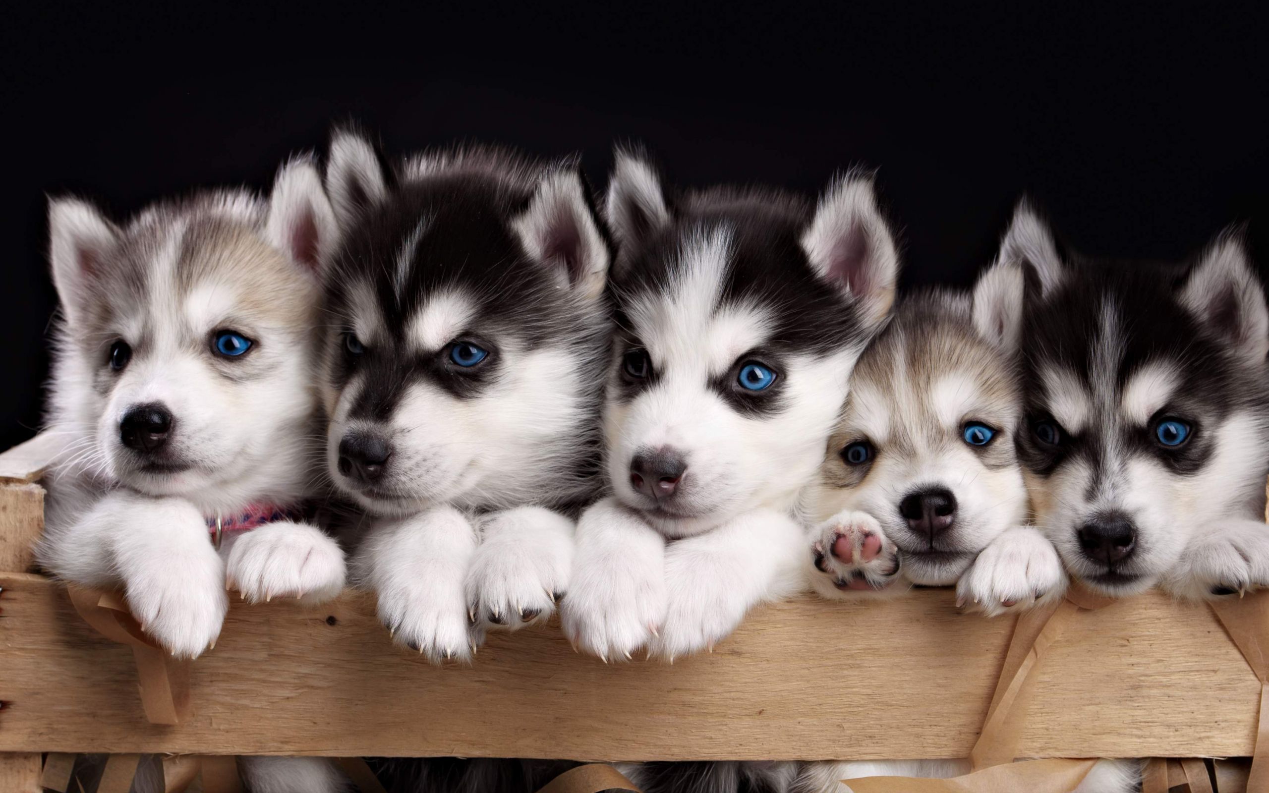 Desktop Wallpaper Cute Siberian Husky Puppies, HD Image, Picture, Background, V4vtr