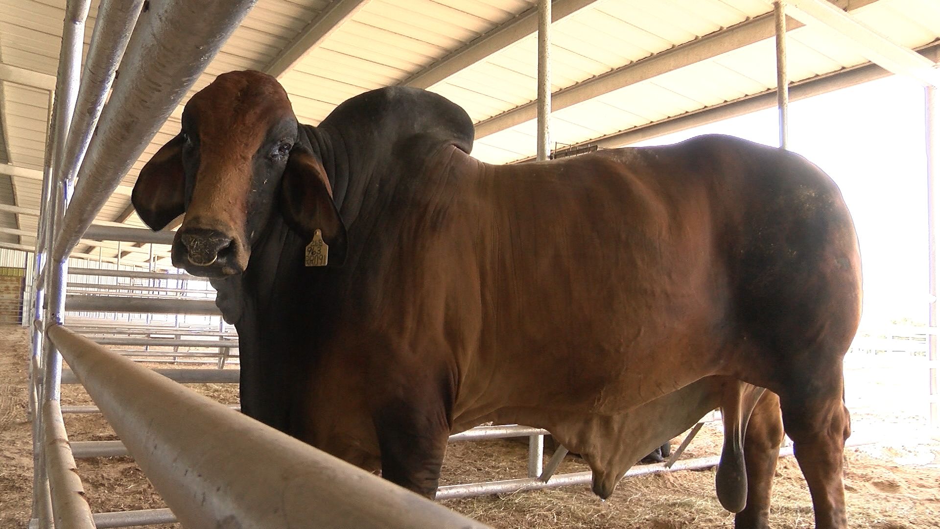 Brahman bulls play key role in Texas trade mission to Vietnam