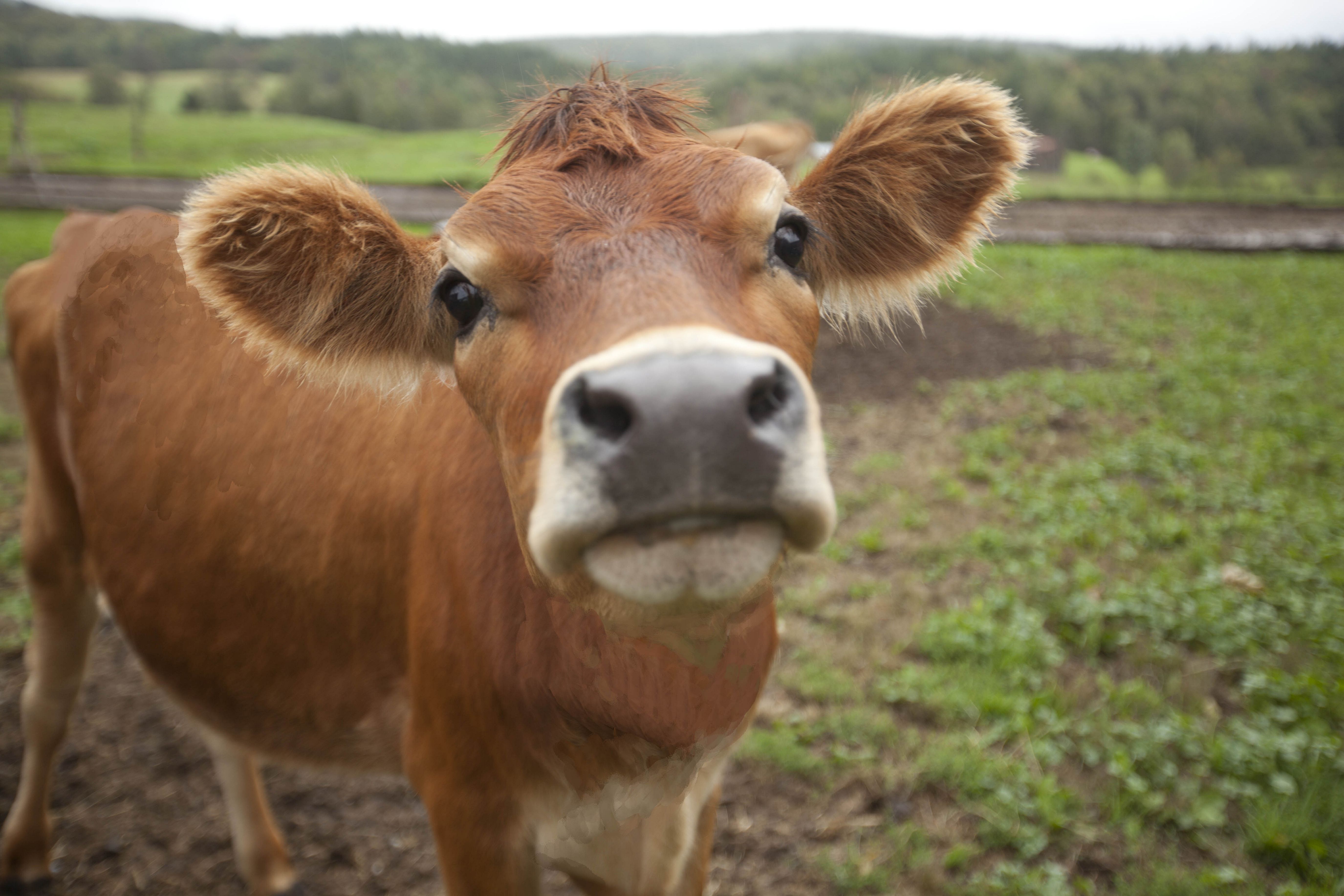 Jersey Cow Face HD Wallpaper