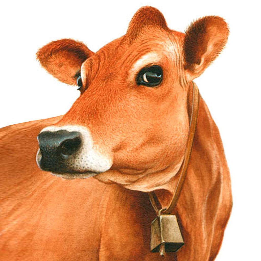 Jersey cow. Cow illustration, Cow picture, Jersey cow