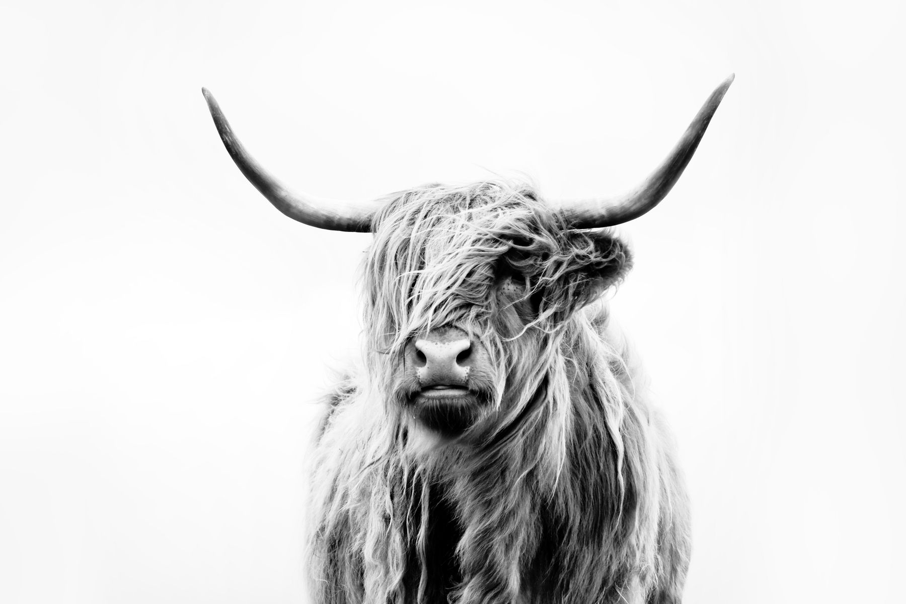 Buy Portrait of a Highland Cow wallpaper US shipping at Happywall.com
