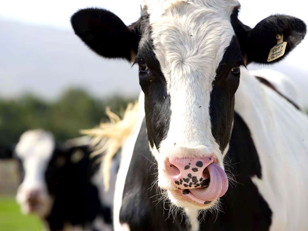 Cow Wallpaper. Dangerous Cow Wallpaper, Cow Print Wallpaper and Cow Wallpaper