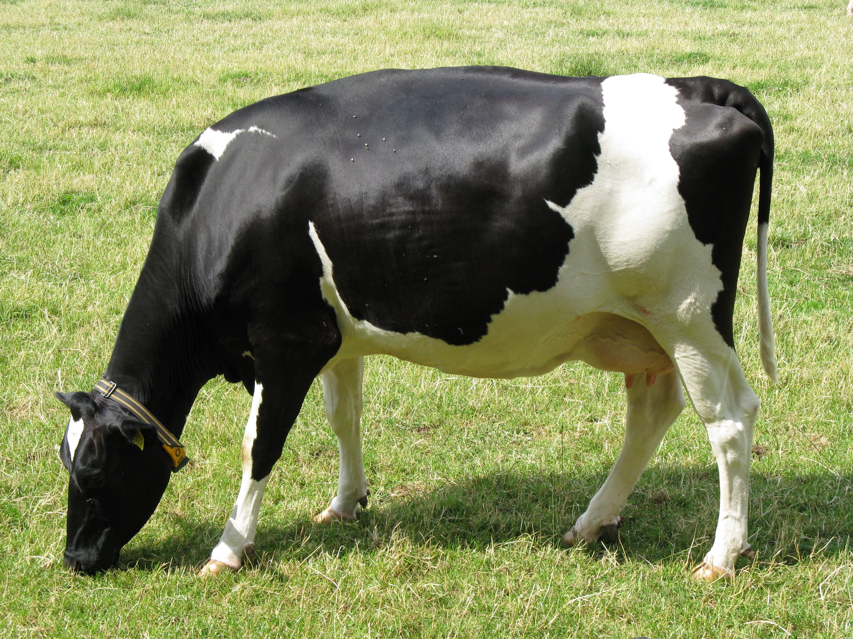 Free download Description Cow bwJPG [3264x2448] for your Desktop, Mobile & Tablet. Explore Cattle Wallpaper. Cow Wallpaper, Cow Wallpaper for Desktop, Cow Print Wallpaper