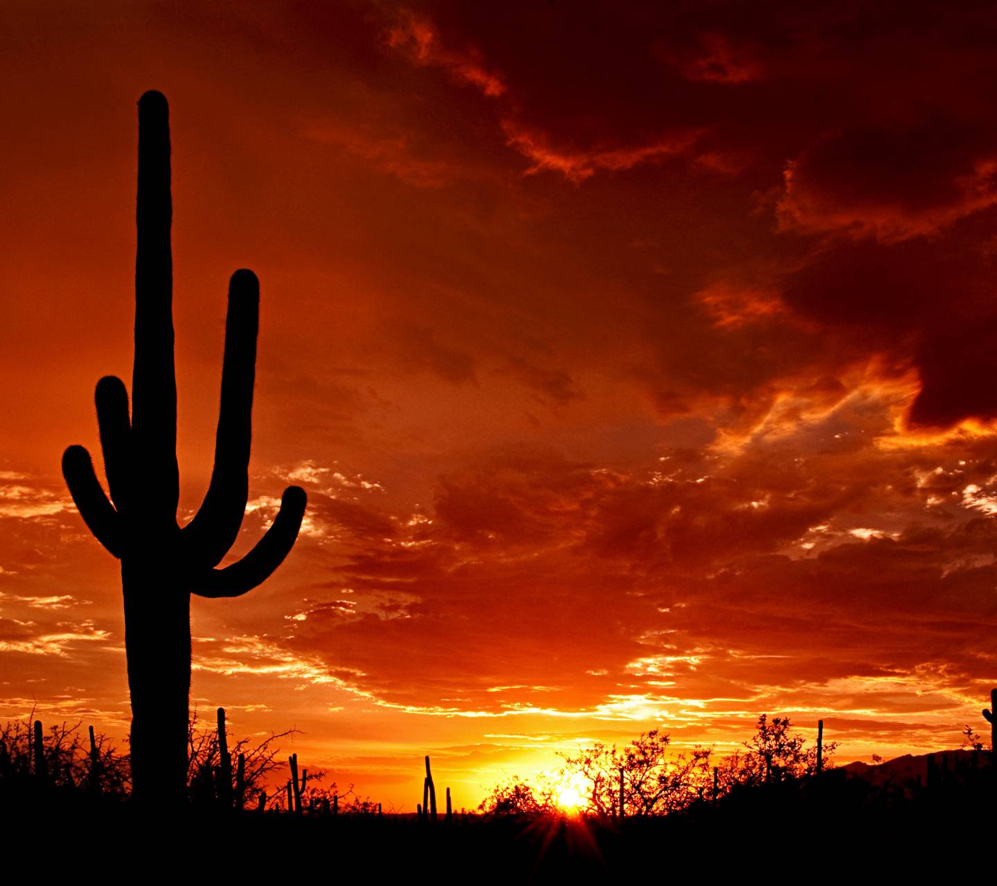 Desert Sunset wallpaper