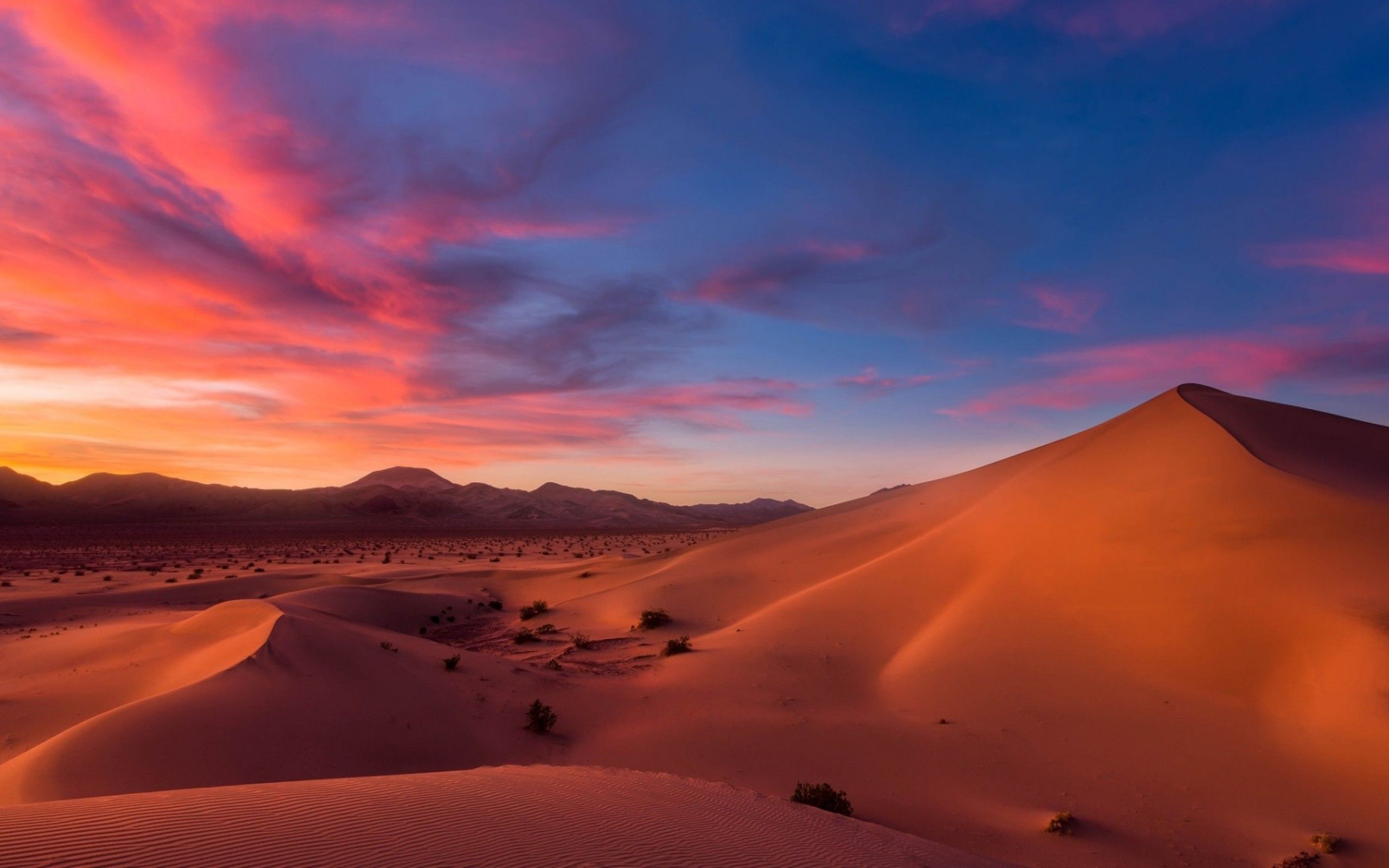 Download 2560x1600 Desert, Sunset, Relaxing, Sands, Shrubs Wallpaper for MacBook Pro 13 inch