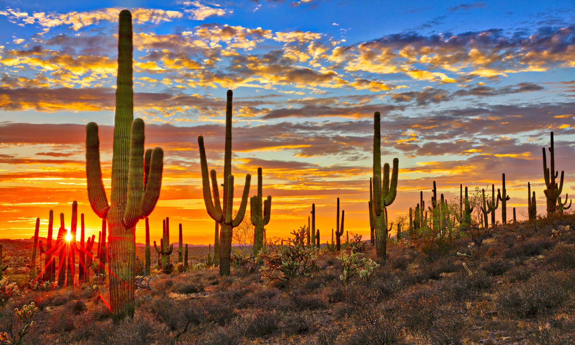Sunset over Desert Cacti Wallpaper Mural