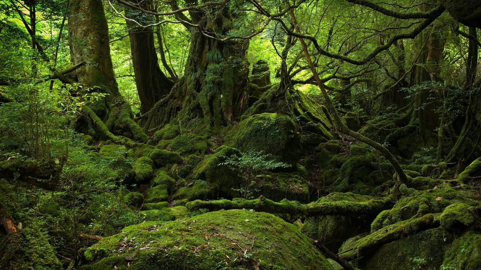 Old Forest Wallpaper