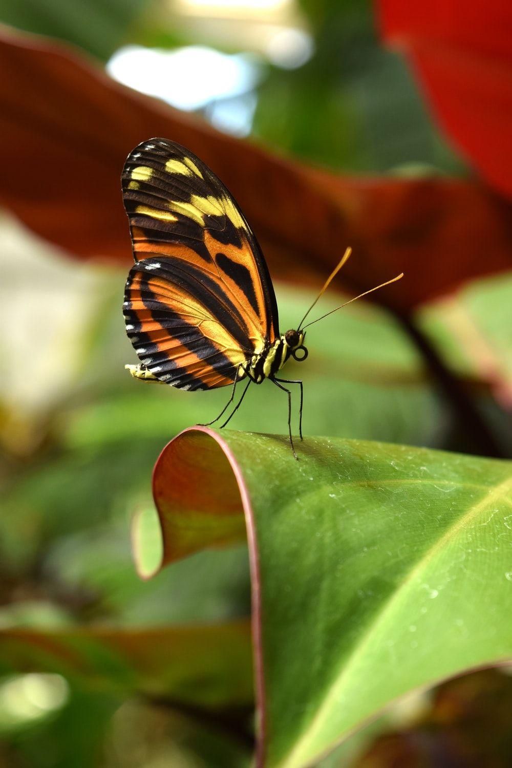 Butterfly Wallpaper: Free HD Download [HQ]