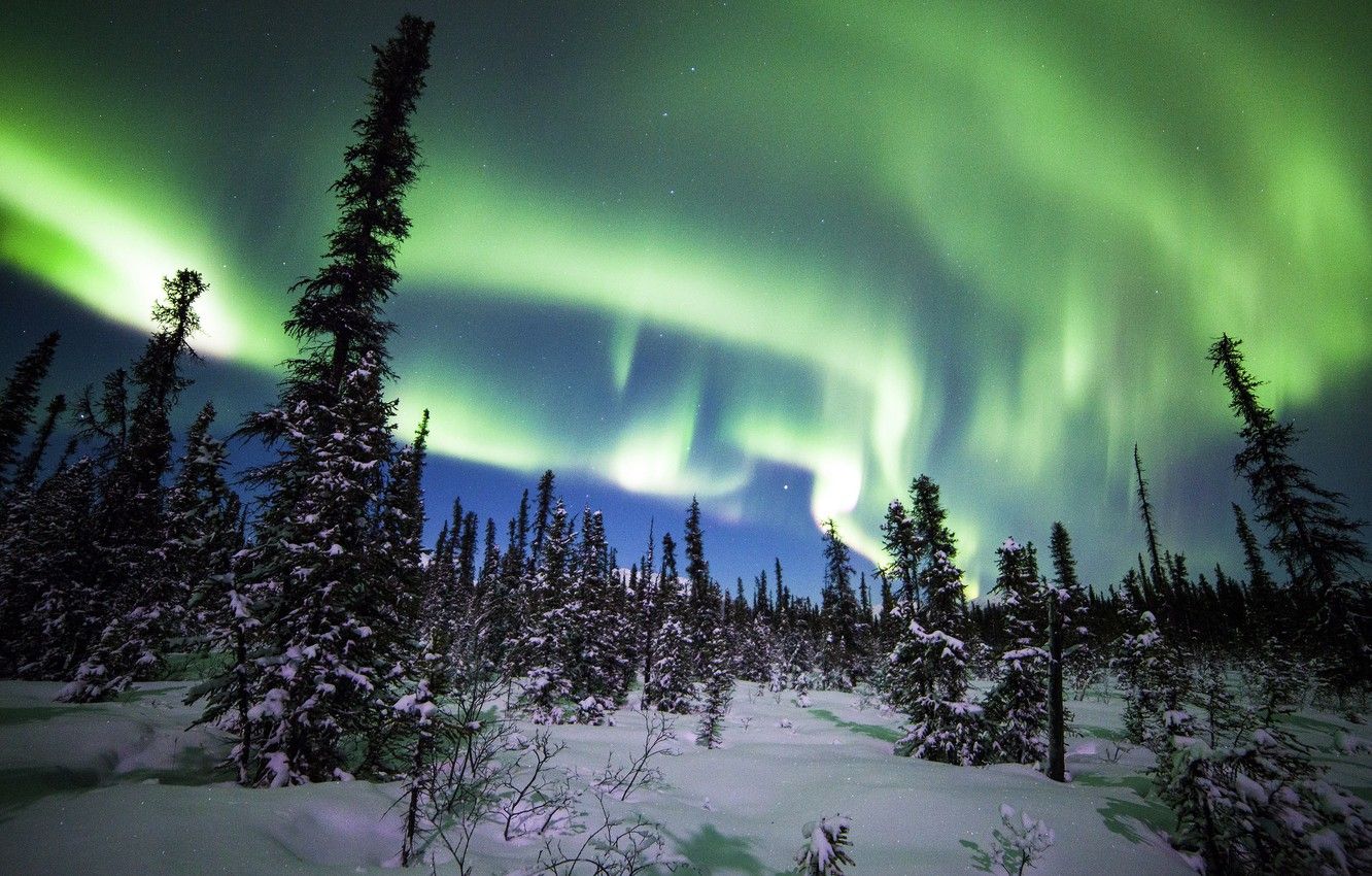 Wallpaper winter, forest, snow, trees, Northern lights, ate, Alaska, Alaska, Denali National Park, Denali national Park image for desktop, section природа