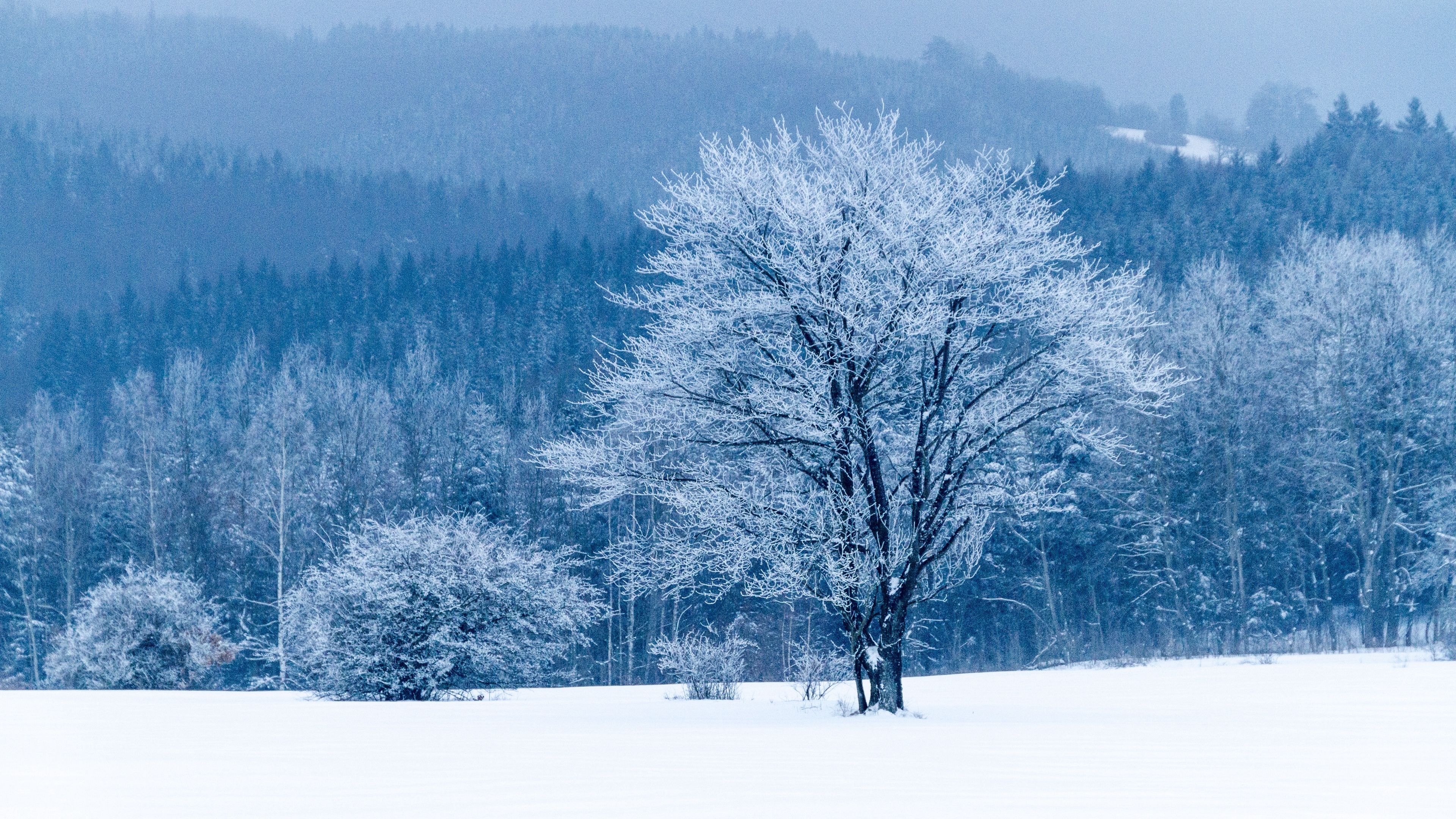 Tree Snow Winter Forest 4k