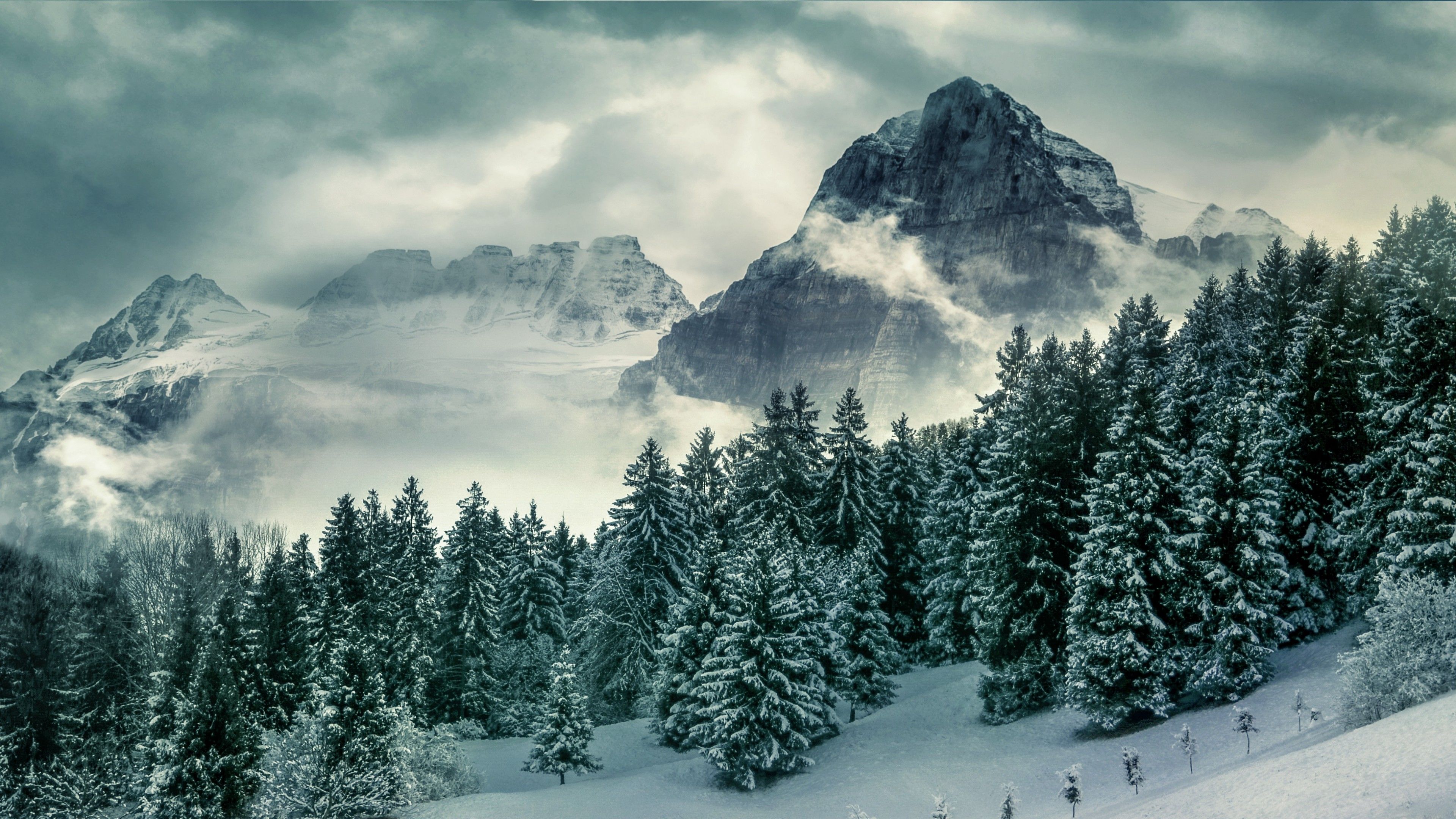 Forest 4K Wallpaper, Mountains, Pine trees, Winter, Peak, Nature
