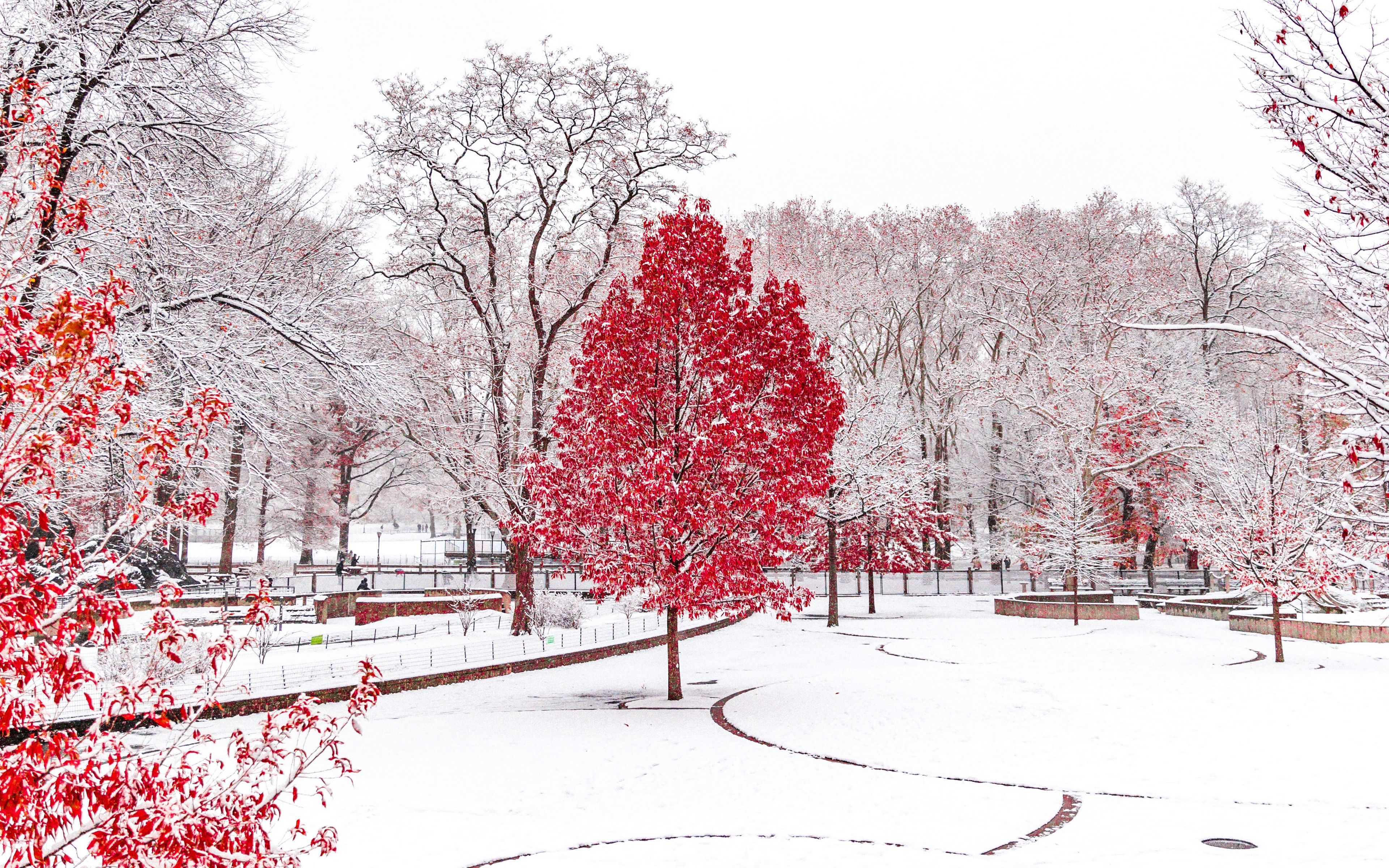 Download wallpaper 3840x2400 winter, trees, snow, park 4k ultra HD 16:10 HD background