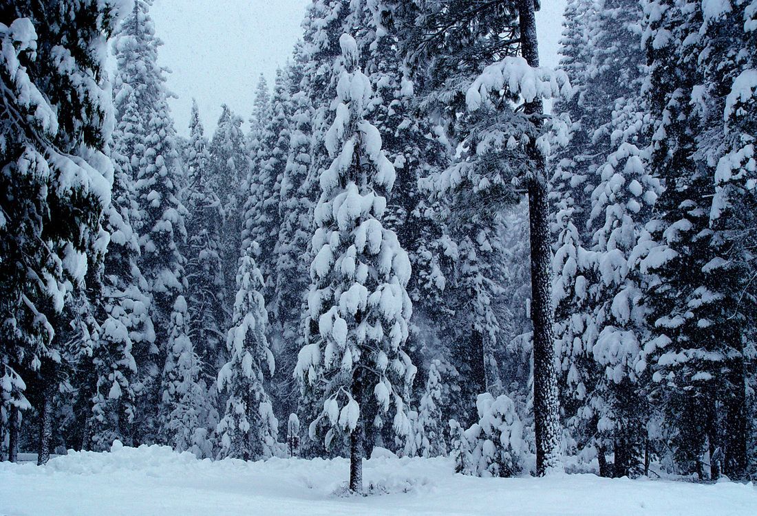 Winter Wallpaper, Forest, High Sierras, Desktop Background