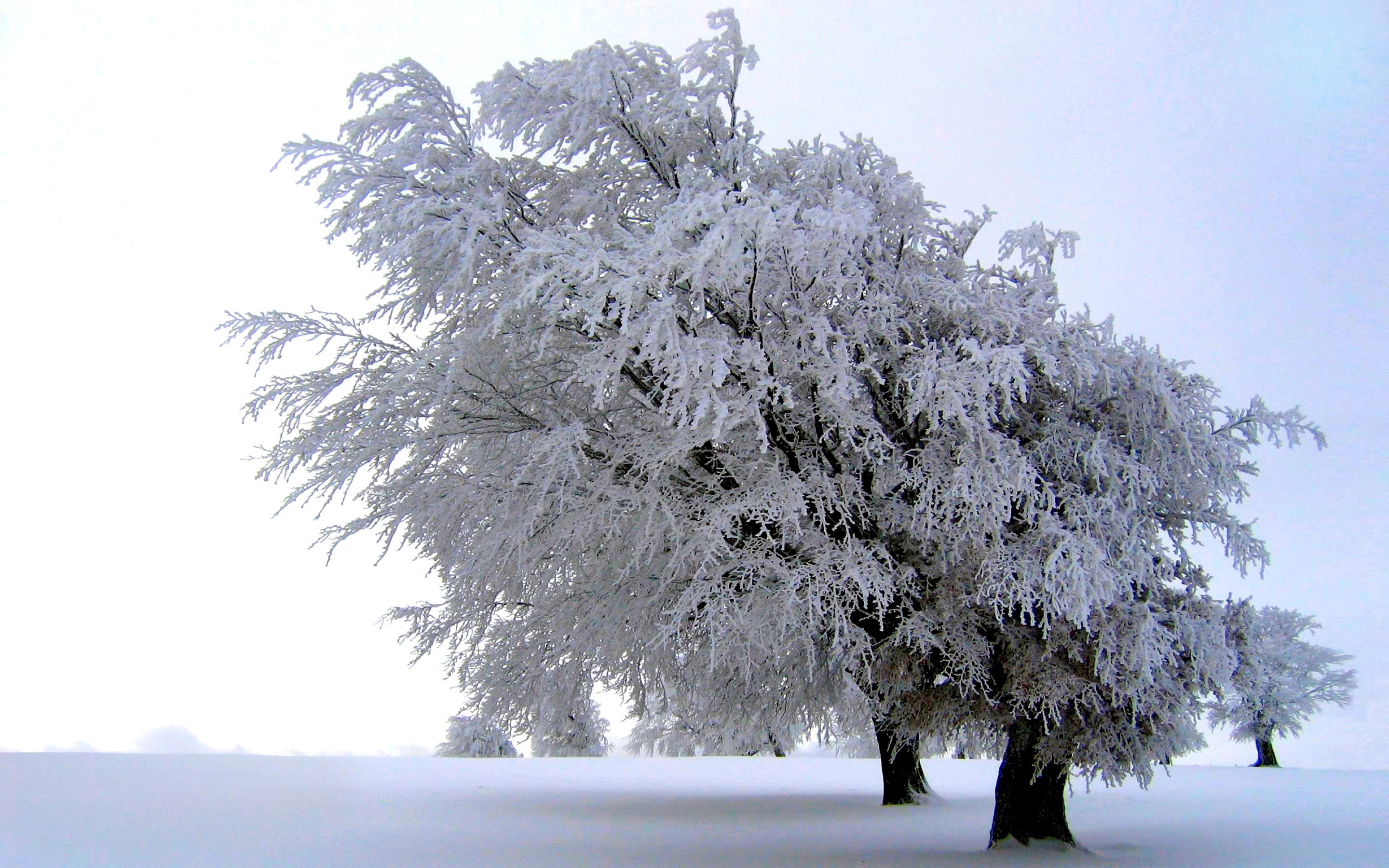 Tree Snow White Meadow Winter Frost Scenic Wallpaper:2880x1800