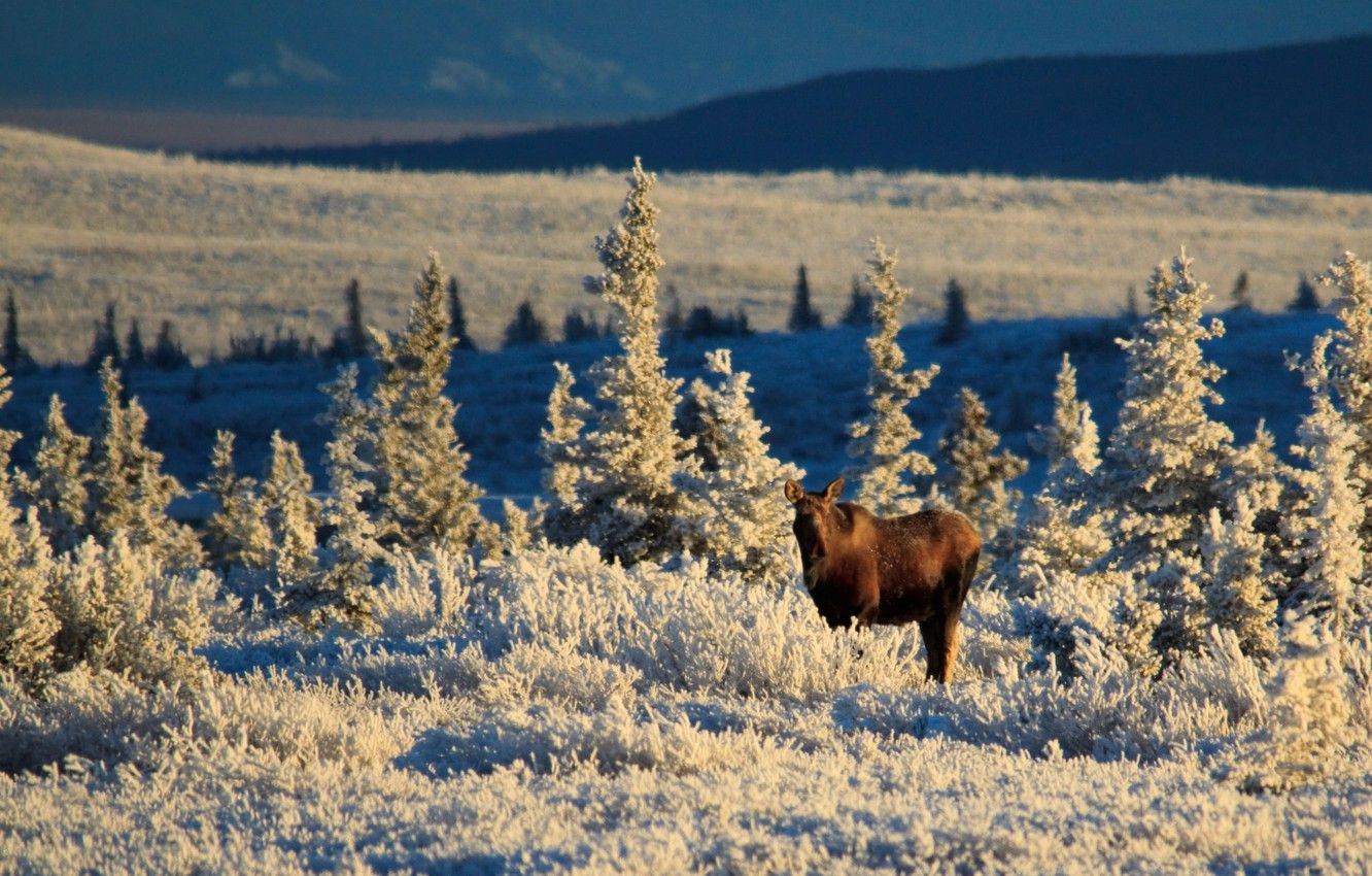Wallpaper Alaska, winter, sunlight, meadow, wildlife, moose, United Staes image for desktop, section животные
