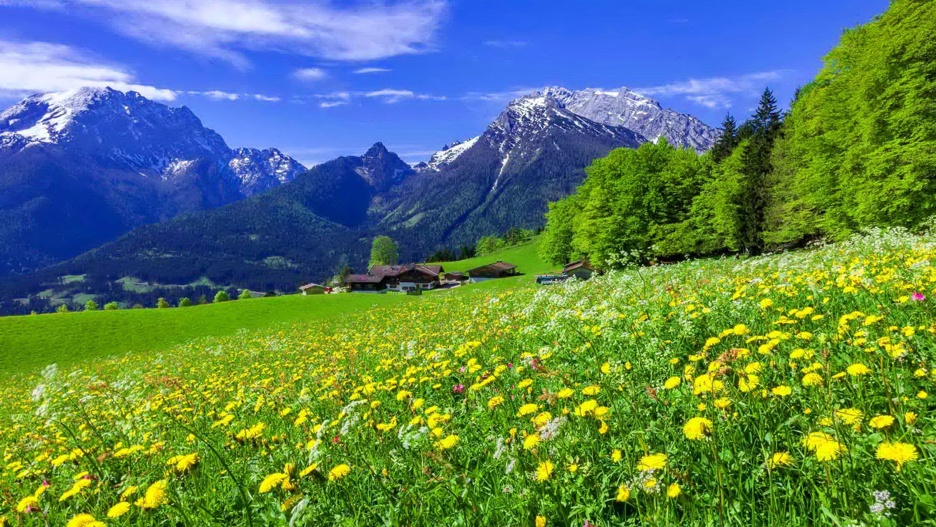 Mountain Meadow Landscape With Beautiful Mountain Flowers Yellow And White Flowers And Green Grass With Mountains Pine Forest Snowy Mountain Peaks Blue Desktop Wallpaper Background Free Download, Wallpaper13.com