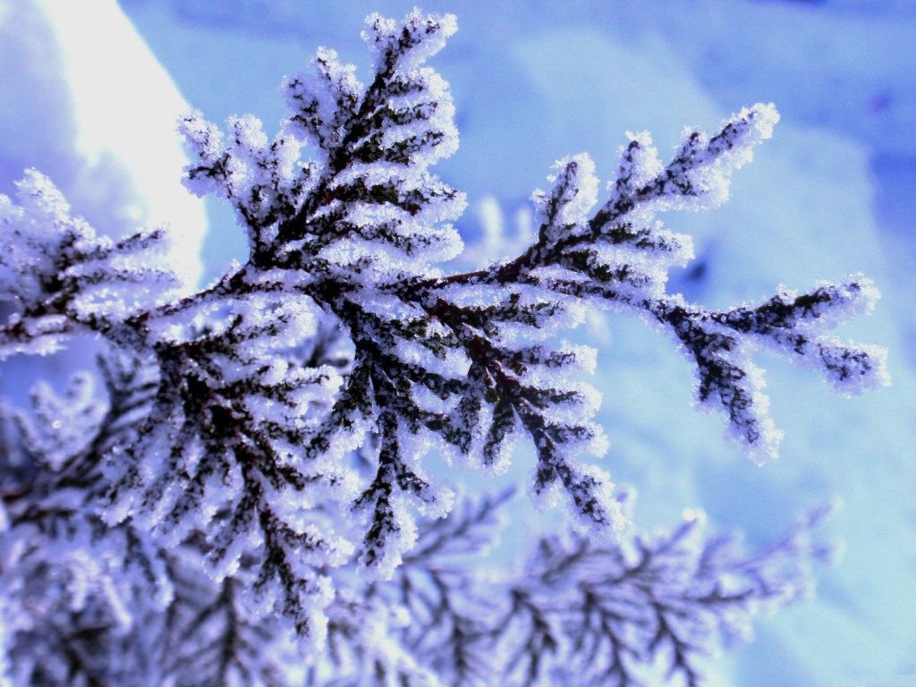 Wallpaper Snow Fall Picture