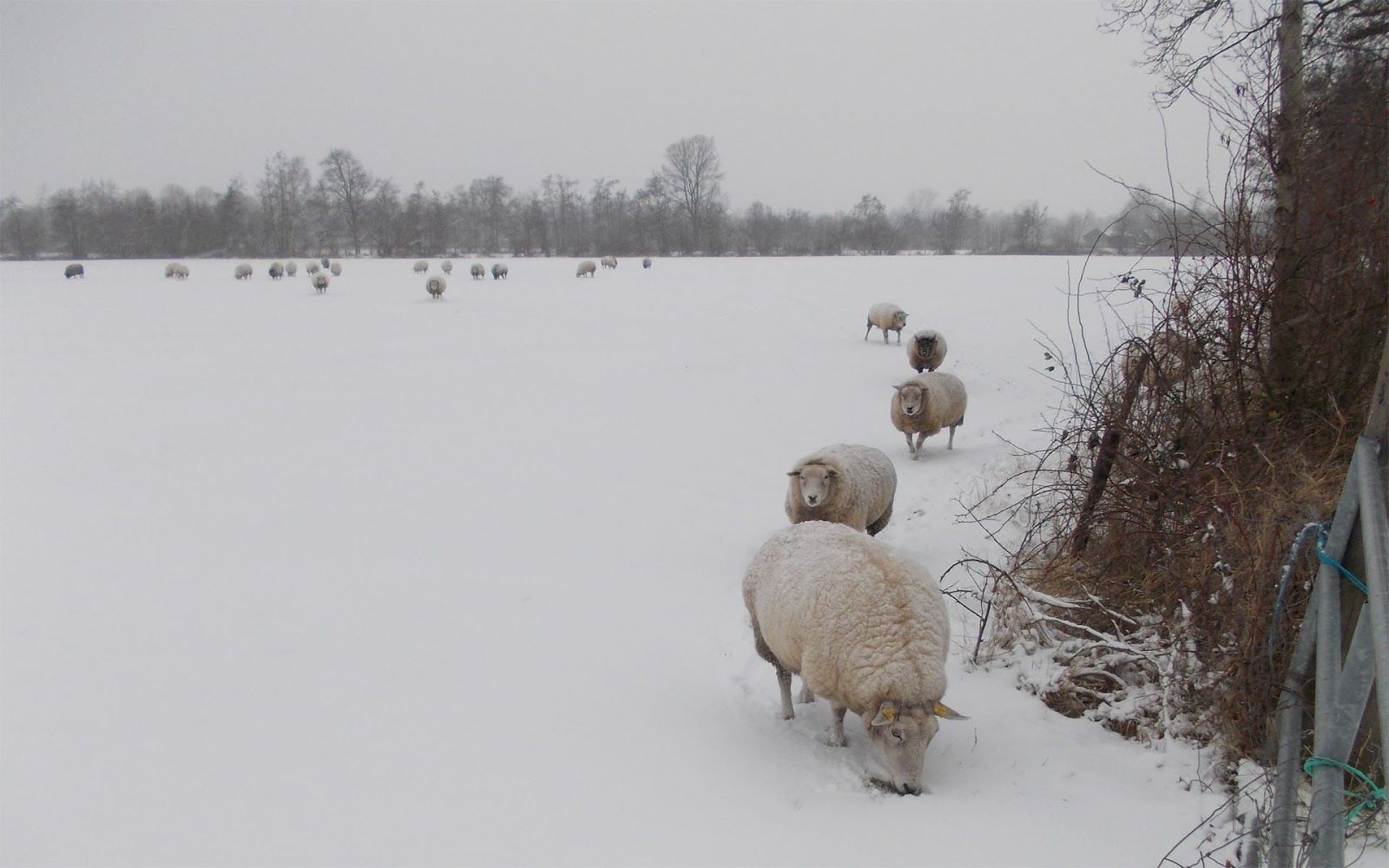 Winter wallpaper with sheeps in snow. HD Animals Wallpaper