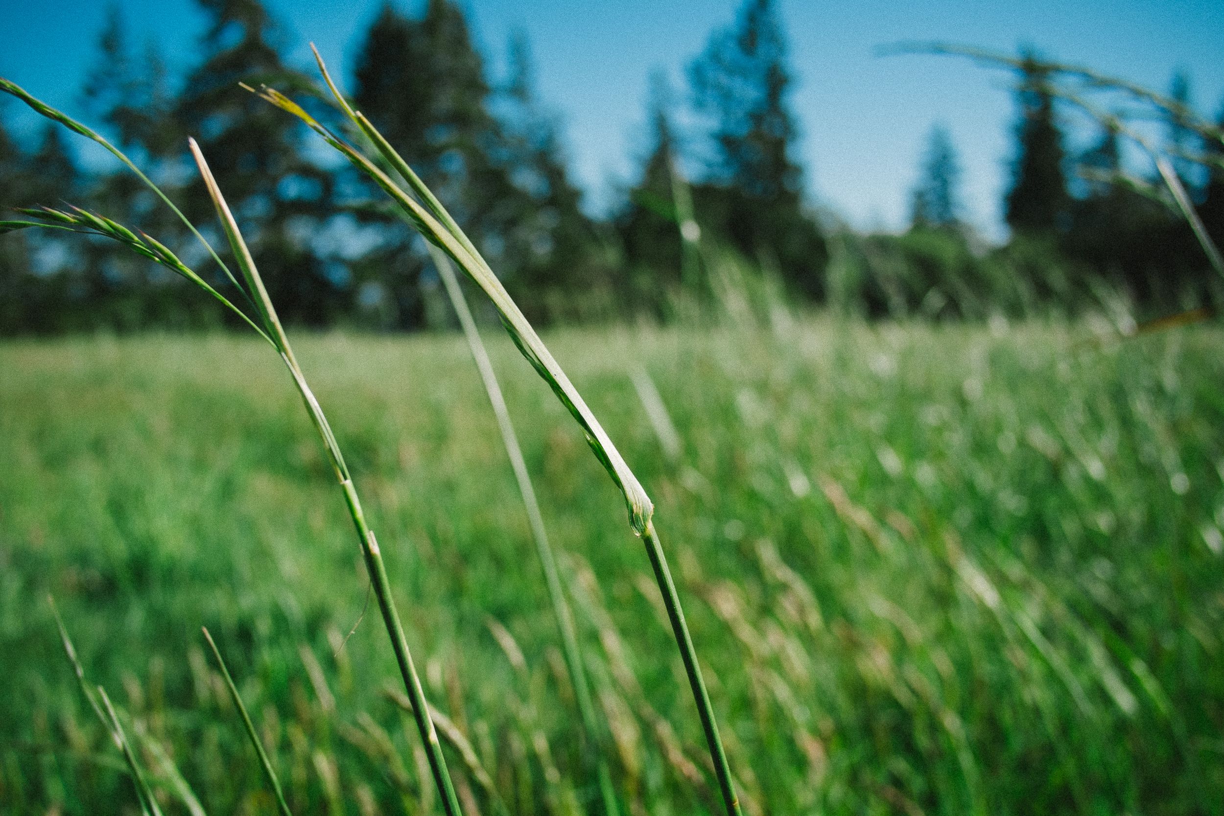 Meadow Picture. Download Free Image