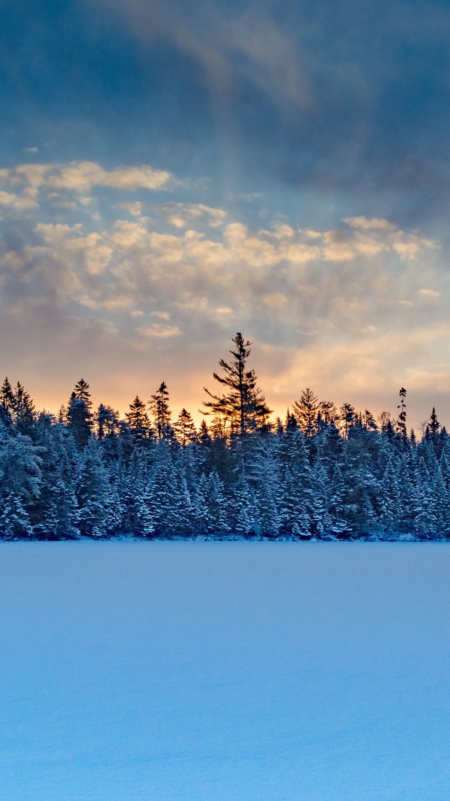 Winter Trees Snow 4K HD Wallpaper