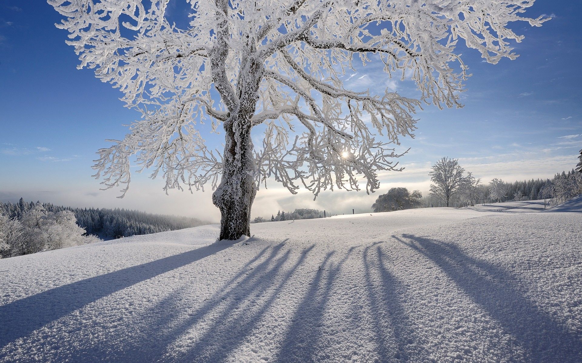 Winter Meadow Wallpapers - Wallpaper Cave