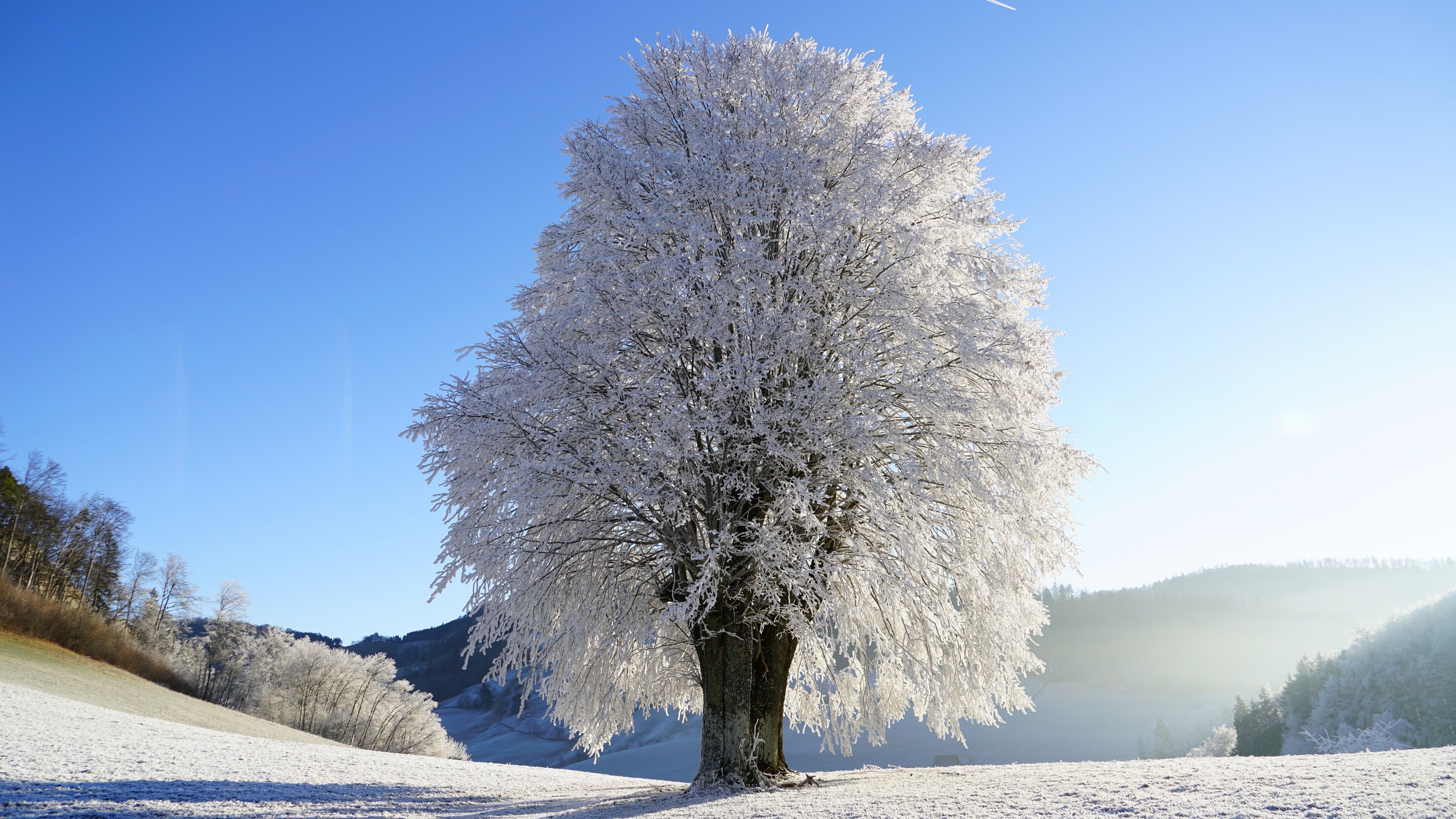 Wallpaper Winter, tree, snow, glare 3840x2160 UHD 4K Picture, Image