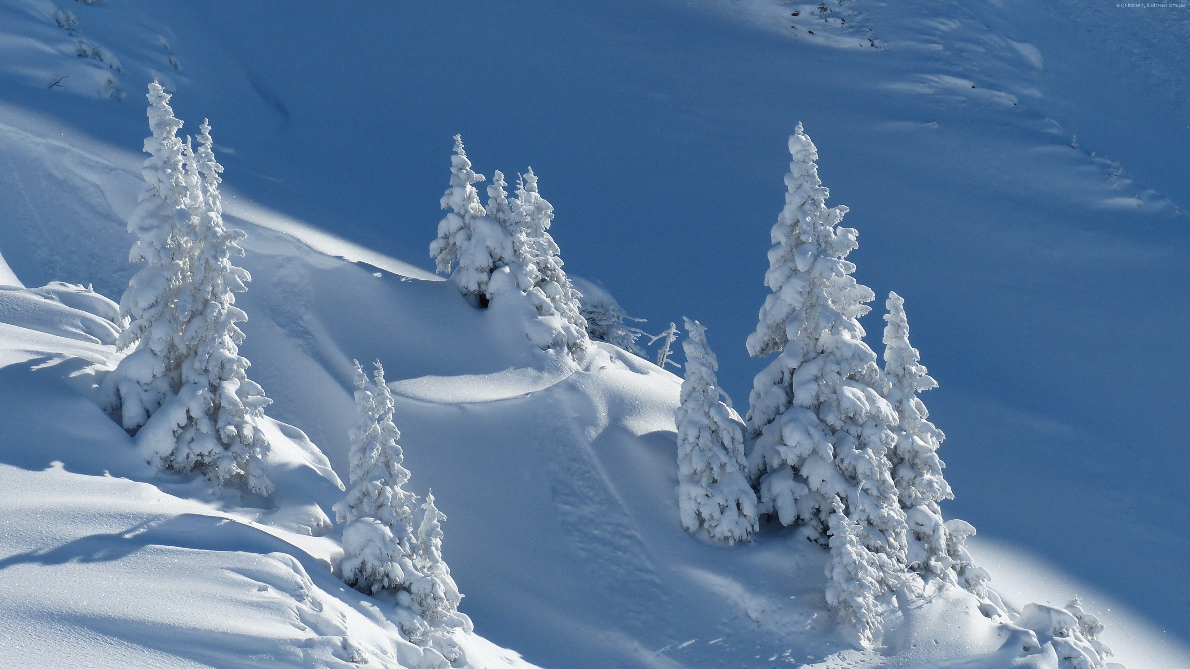 Stock Image snow, winter, trees, 4k, Stock Image Wallpaper Download Resolution 4K Wallpaper