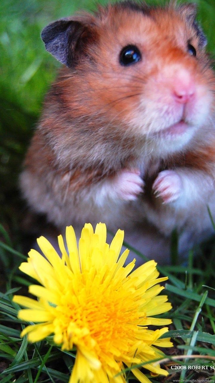 My Wallpaper Corner: Cute Hamster And Sun Flower Wallpaper Desktop Background